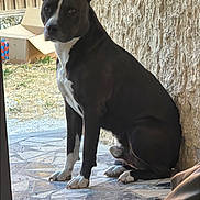 Reïko participe au concours pour gagner de l'argent avec cette photo : dog, black_and_white, sitting, patio, stone_floor, outdoor, wall, glass_door, cardboard_box, fence, ears, paws, animal, pet, canine, quiet, daylight, looking, side_view, resting