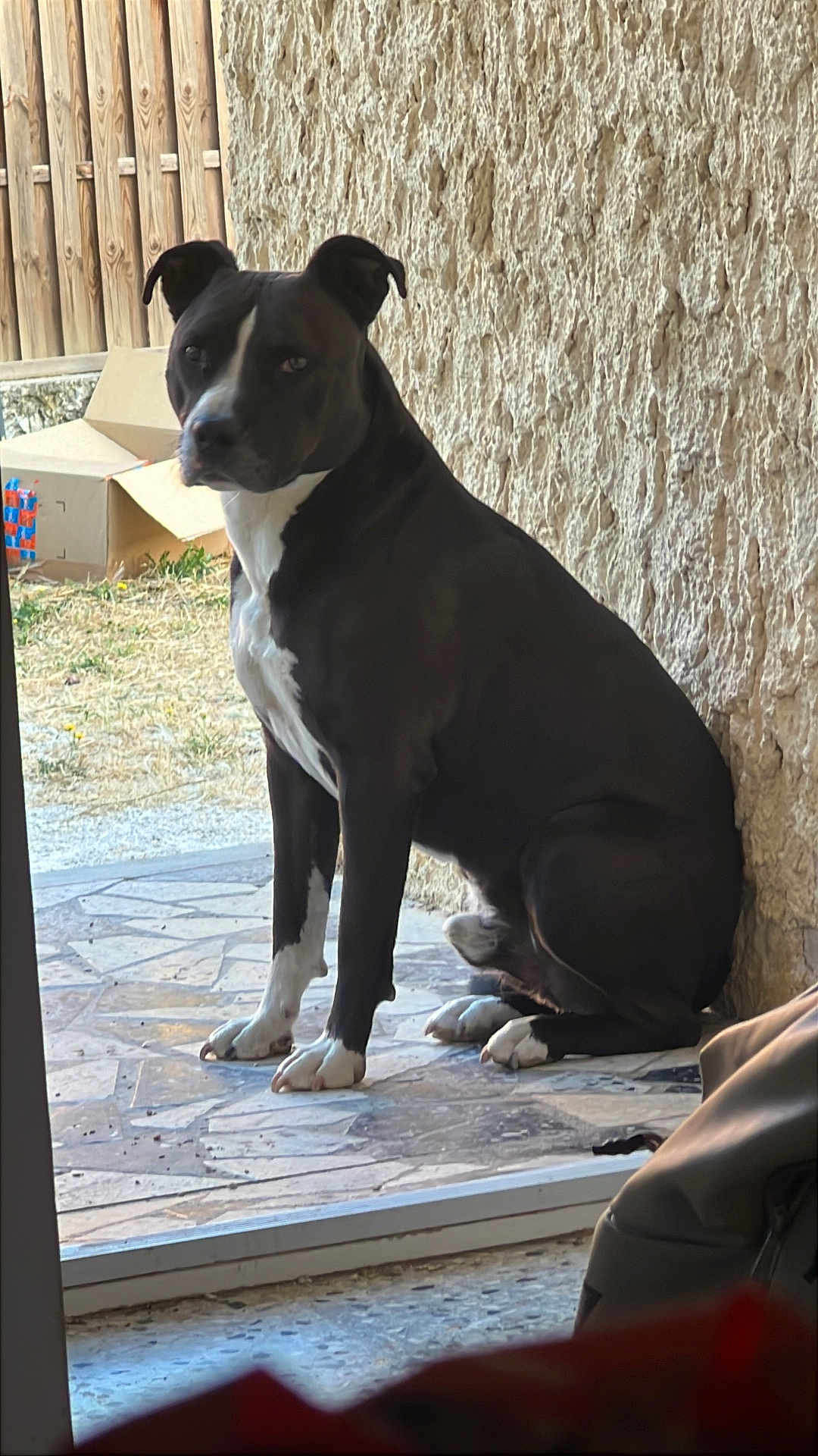 Reïko participe au concours pour gagner de l'argent avec cette photo : dog, black_and_white, sitting, patio, stone_floor, outdoor, wall, glass_door, cardboard_box, fence, ears, paws, animal, pet, canine, quiet, daylight, looking, side_view, resting