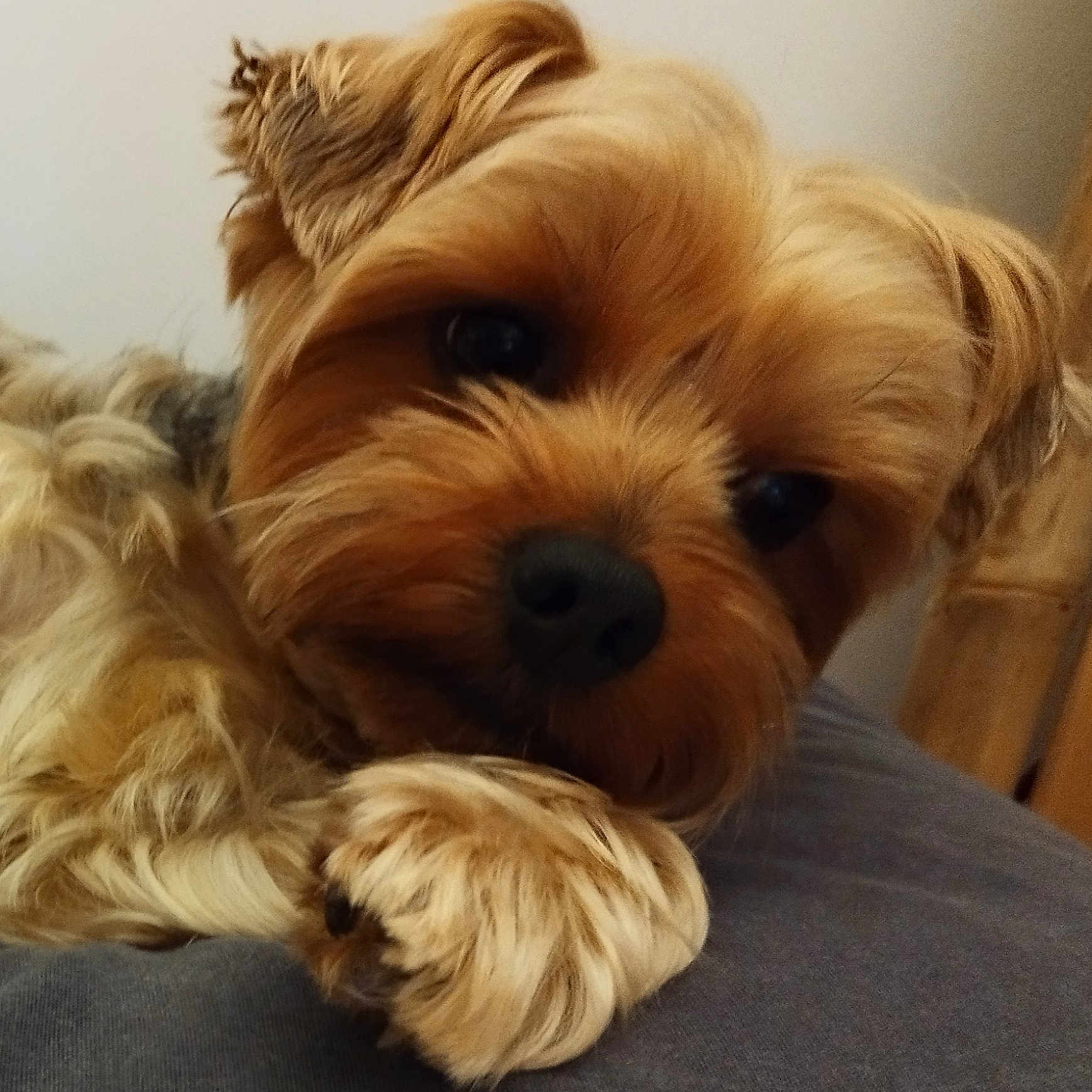 Nookie