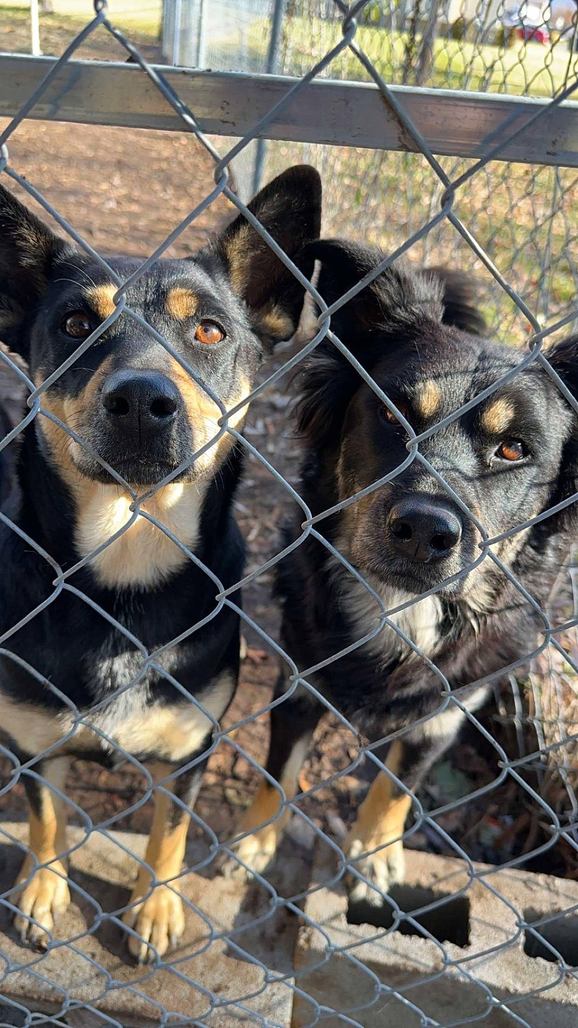 Daffodil is registered to the contest to win money with this photo: animal_shelter, carnivore, chain_link_fencing, companion_dog, dog, dog_breed, dog_crate, dog_supply, fence, fur, kennel, mesh, pet_supply, service, snout, sporting_group, terrestrial_animal, whiskers, wire_fencing, working_animal