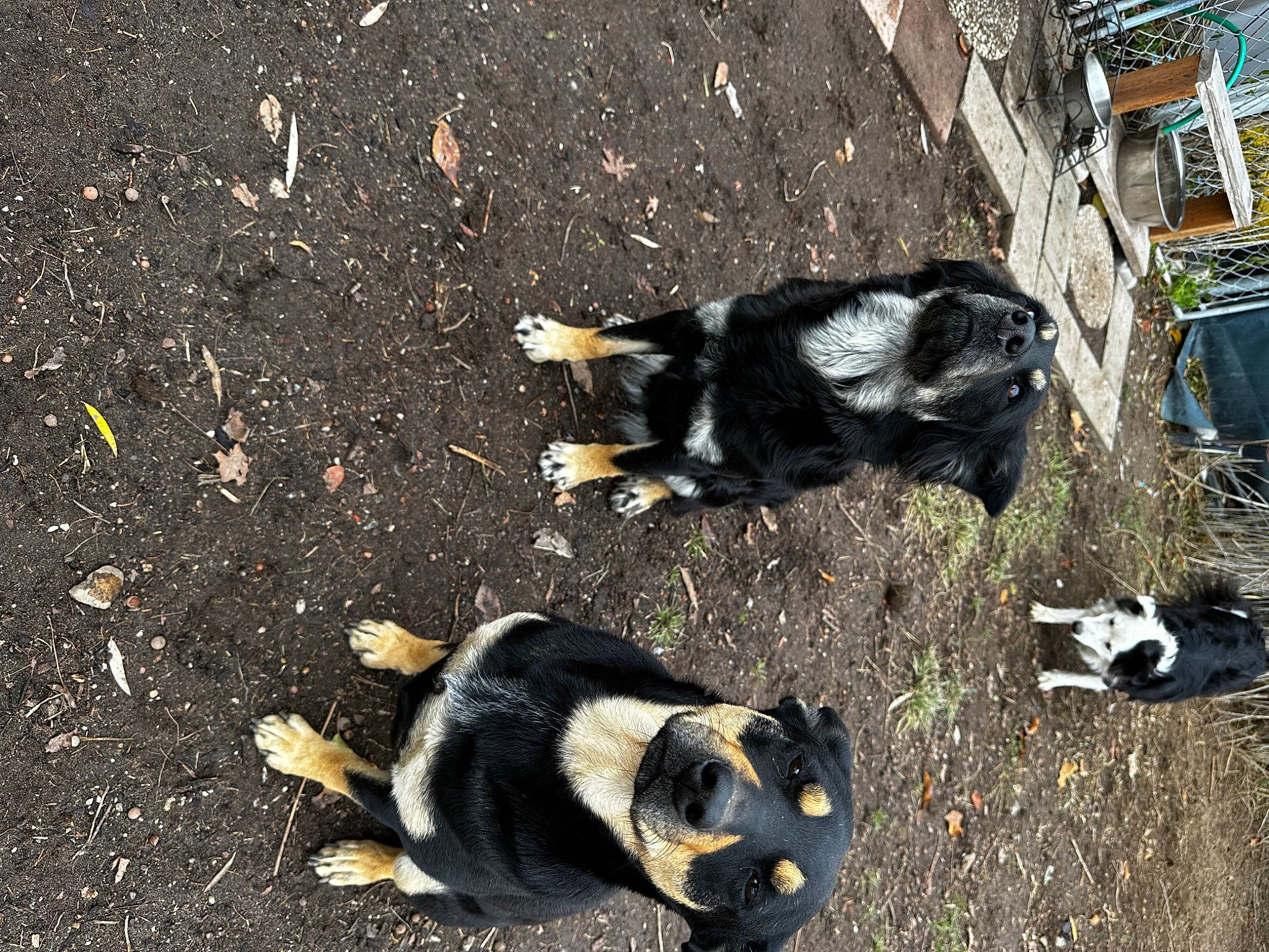 Daffodil is registered to the contest to win money with this photo: asphalt, canidae, carnivore, claw, dog_breed, fur, grass, livestock, plant, road_surface, snout, soil, sporting_group, tail, tar, terrestrial_animal, wildlife, working_animal