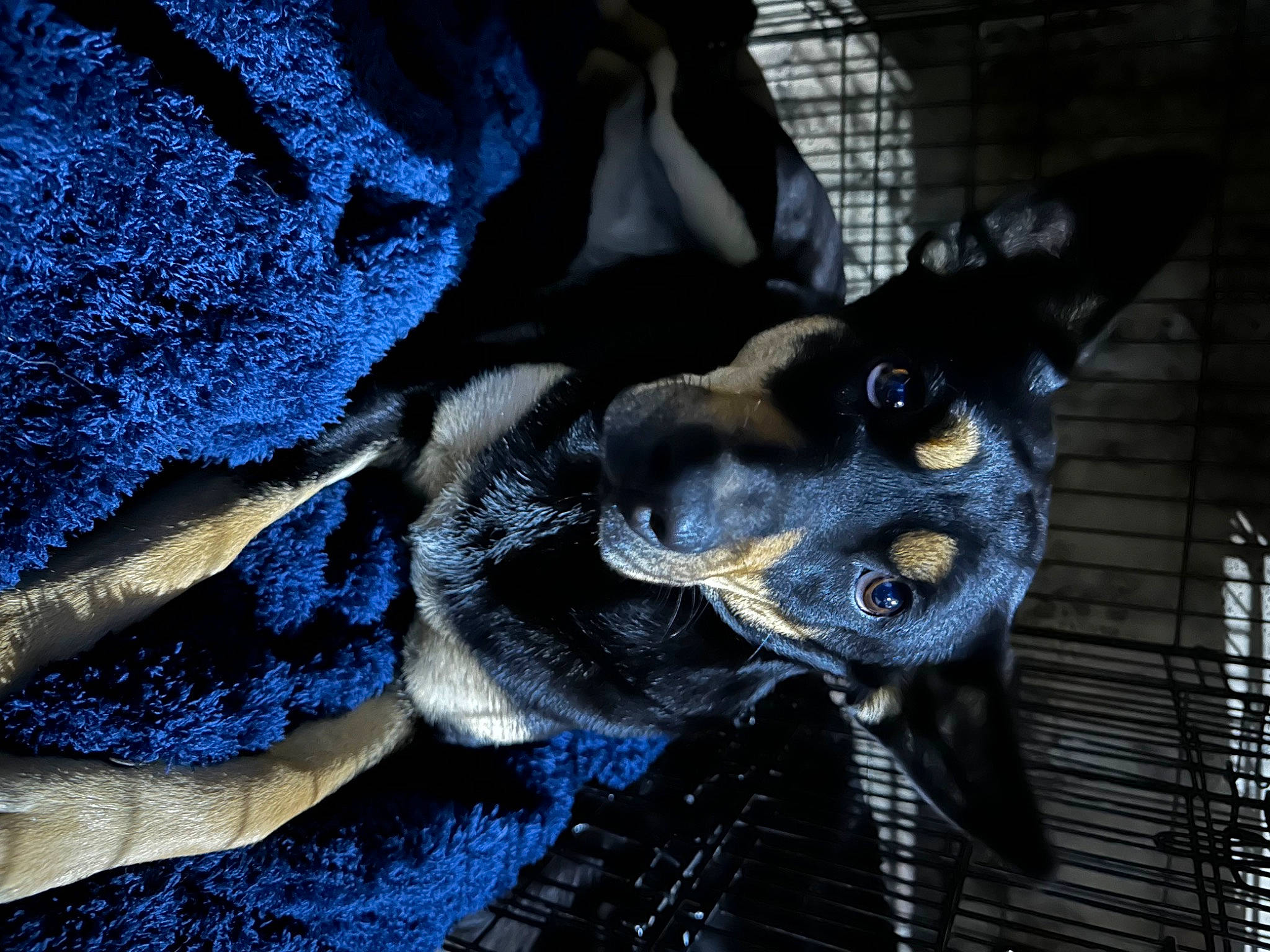 Daffodil joined the competition — help win amazing prizes! canidae, carnivore, companion_dog, dog, dog_breed, electric_blue, felidae, fictional_character, fur, guard_dog, non_sporting_group, pattern, paw, prazsky_krysarik, snout, sporting_group, terrestrial_animal, toy_dog, whiskers, working_animal