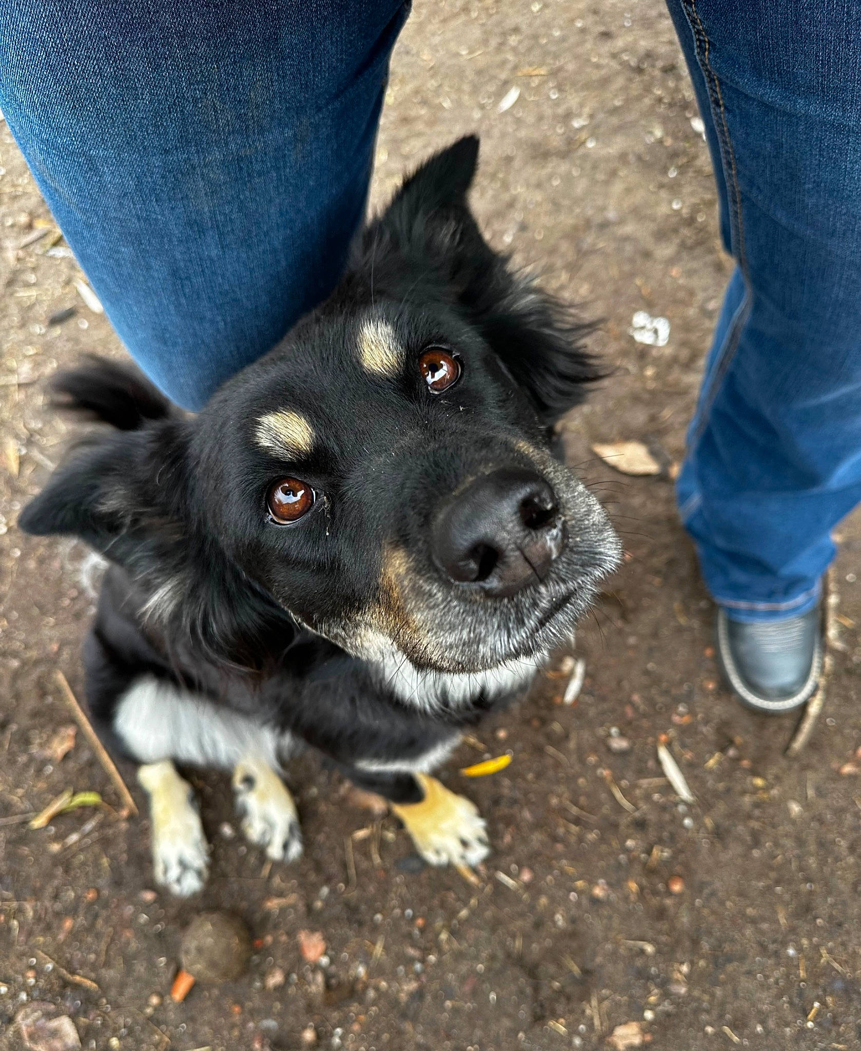 Pokie joined the competition — help win amazing prizes! blue, canidae, carnivore, claw, collar, companion_dog, denim, dog, dog_breed, electric_blue, foot, fur, human_leg, jeans, leg, snout, soil, sporting_group, whiskers, working_animal