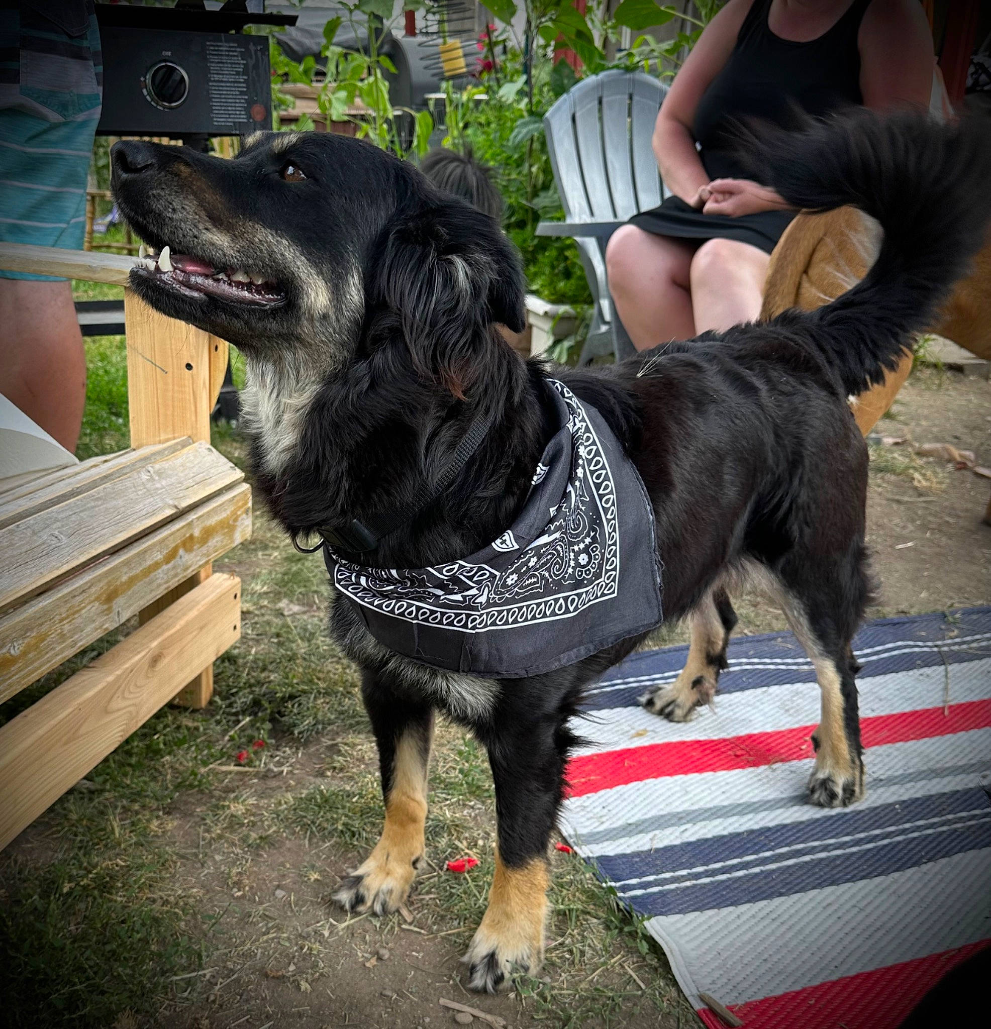 Pokie joined the competition — help win amazing prizes! canidae, carnivore, collar, companion_dog, dog, dog_breed, dog_collar, dog_supply, fashion_accessory, fawn, fur, guard_dog, leash, outdoor_bench, pet_supply, snout, sporting_group, tail, working_animal, working_dog