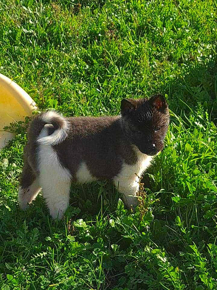 Djéna a rejoint le concours — aidez-le/la à gagner de superbes lots ! cat, domestic_short_haired_cat, felidae, fur, grass, groundcover, herb, natural_landscape, plant, shrub, small_to_medium_sized_cats, tail, terrestrial_animal, whiskers, wood
