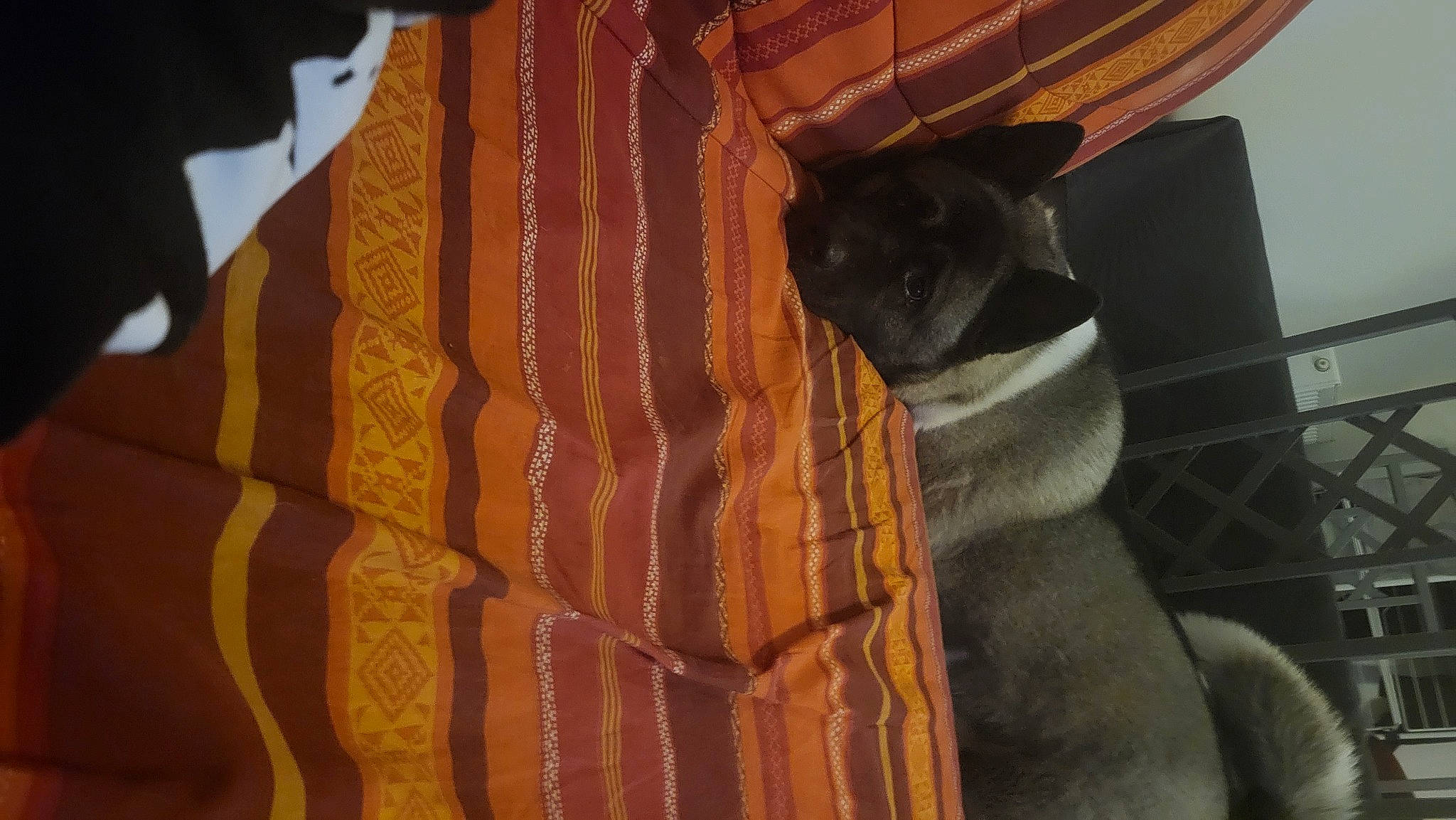 Djéna participe au concours pour gagner de l'argent avec cette photo : brown, ceiling, curtain, floor, flooring, formal_wear, hardwood, linens, pattern, peach, plywood, room, sculpture, textile, tints_and_shades, visual_arts, window, window_treatment, wood, wood_stain