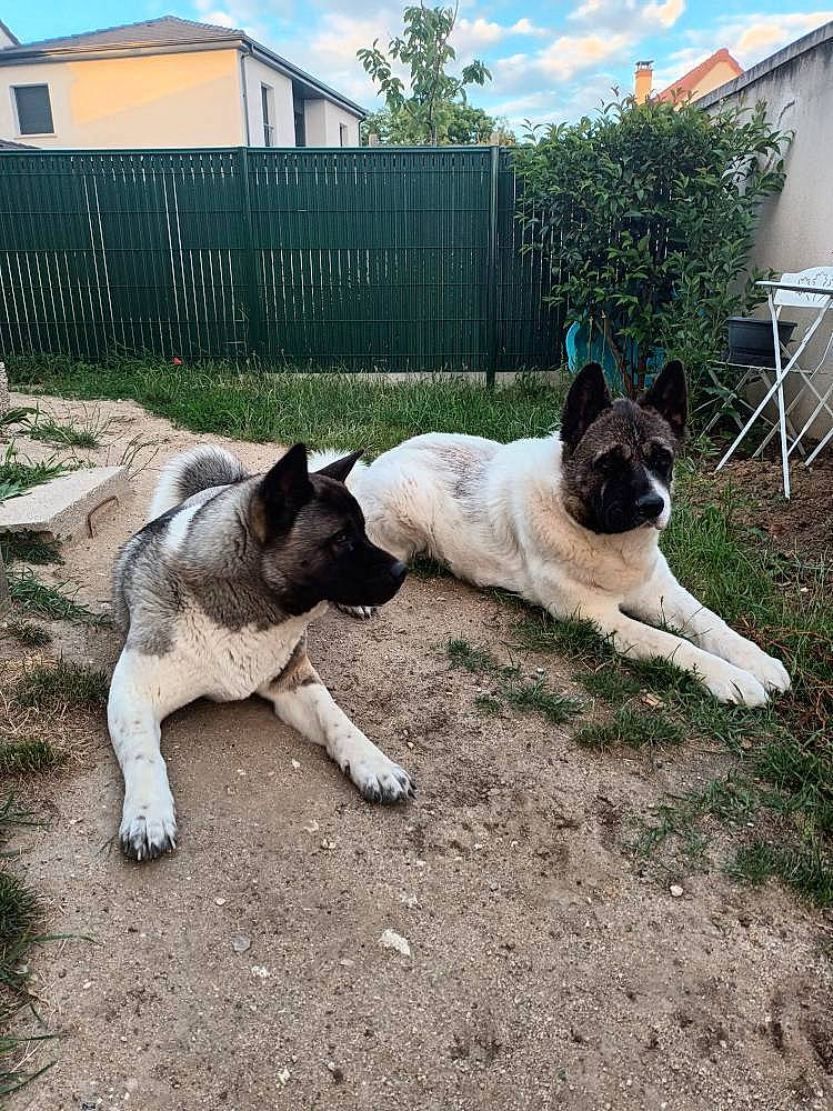 Balto a rejoint le concours — aidez-le/la à gagner de superbes lots ! canidae, carnivore, cloud, companion_dog, dog, dog_breed, fawn, fence, garden, garden_hose, grass, home_fencing, plant, sky, snout, soil, sporting_group, tail, tree, working_animal