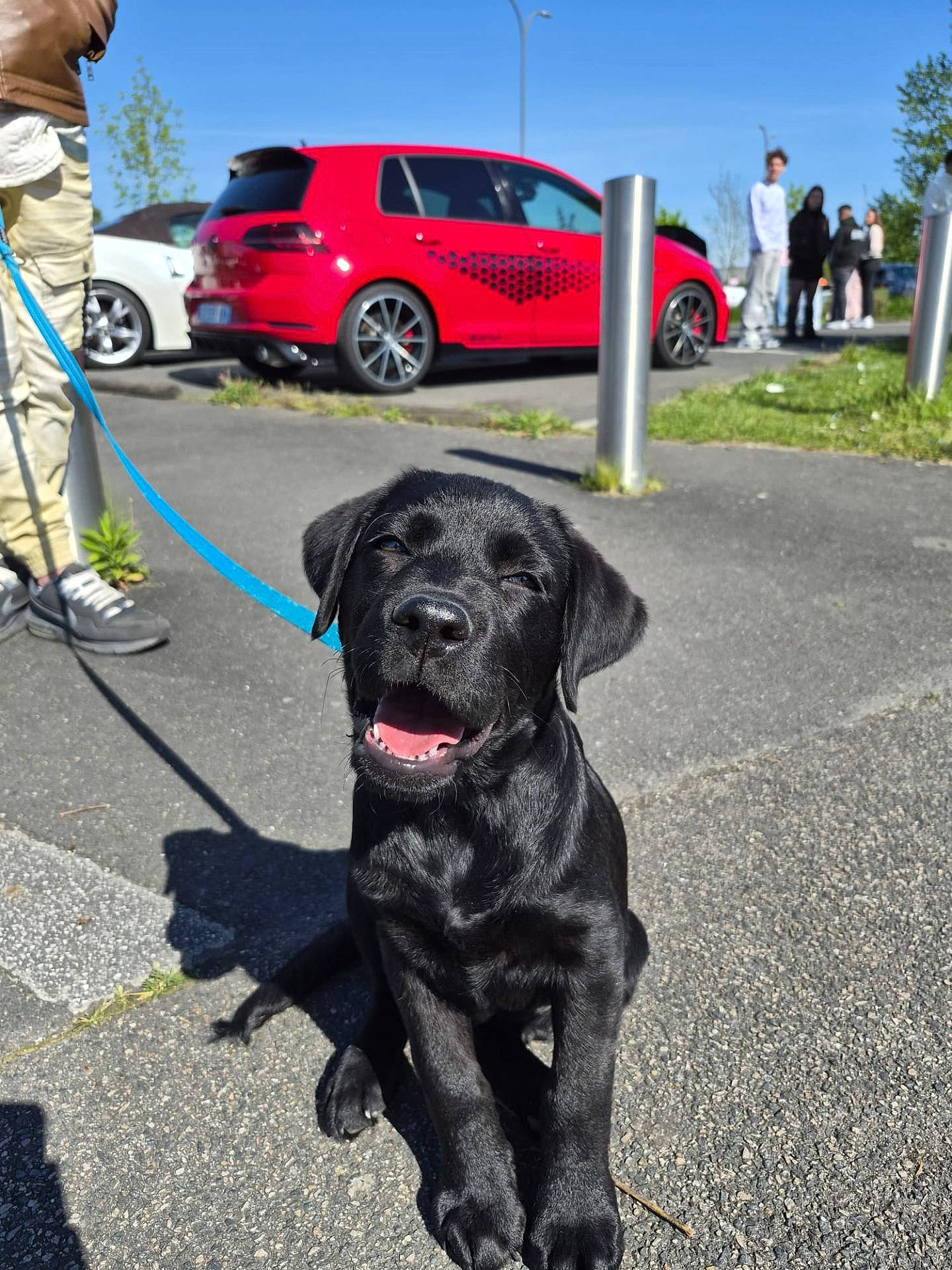 Hondo participe au concours pour gagner de l'argent avec cette photo : black_labrador, blue_leash, car, casual, daytime, dog, grass, group, happy, leash, outdoor, pavement, people, puppy, red_car, shadow, sitting, smiling, sunny, trees