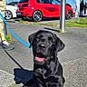 Hondo participe au concours pour gagner de l'argent avec cette photo : black_labrador, puppy, dog, leash, pavement, red_car, car, people, outdoor, sunlight, smiling, happy, blue_sky, grass, sidewalk, street, casual_clothing, shadow, daytime, parked_car