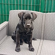 Hondo a rejoint le concours — aidez-le/la à gagner de superbes lots ! adorable, animal, black_dog, canine, companion, cute, dog, domestic_animal, expression, furniture, green_fence, outdoor, pet, portrait, puppy, resting, seat, sitting, woven_couch, young_dog