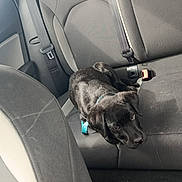 Hondo a rejoint le concours — aidez-le/la à gagner de superbes lots ! puppy, dog, car_interior, back_seat, seatbelt, gray_upholstery, leash, pet, animal, young_dog, canine, looking_up, floor_mat, window, car_door, seat, collar, resting, indoor, transportation