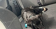 Hondo a rejoint le concours — aidez-le/la à gagner de superbes lots ! animal, back_seat, canine, car_door, car_interior, collar, dog, floor_mat, gray_upholstery, indoor, leash, looking_up, pet, puppy, resting, seat, seatbelt, transportation, window, young_dog
