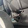 puppy, dog, car_interior, back_seat, seatbelt, gray_upholstery, leash, pet, animal, young_dog, canine, looking_up, floor_mat, window, car_door, seat, collar, resting, indoor, transportation