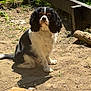 Ushka participe au concours pour gagner de l'argent avec cette photo : attentive, backyard, black_and_white, cavalier_spaniel, dirt, dog, ears, fence, fur, grass, log, outdoor, paws, pet, portrait, shadow, sitting, soil, spaniel, sunlight
