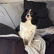 Ushka a rejoint le concours — aidez-le/la à gagner de superbes lots ! alert, cavalier_king_charles_spaniel, companion, couch, cozy, curious, dog, fur, home_interior, indoor, living_room, pet, pillow, portrait, remote_control, sitting, sofa, throw_blanket, tricolor_dog, upholstery
