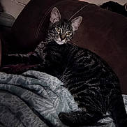 Rhyneara is registered to the contest to win money with this photo: animal, blanket, cat, couch, cozy, cute, domestic, ears, feline, fur, home, indoor, mammal, pet, relaxed, resting, seated, striped, tabby, whiskers
