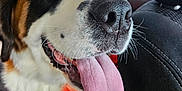 Freya is registered to the contest to win money with this photo: dog, saint_bernard, tongue_out, car_interior, orange_harness, happy, pet, close_up, canine, animal, fur, black_nose, whiskers, window, seat, seat_cover, daylight, vehicle, transportation, inside