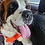 dog, saint_bernard, tongue_out, car_interior, orange_harness, happy, pet, close_up, canine, animal, fur, black_nose, whiskers, window, seat, seat_cover, daylight, vehicle, transportation, inside