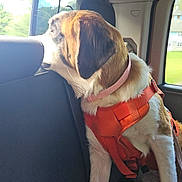 Freya is registered to the contest to win money with this photo: dog, car, window, harness, collar, seat, sunlight, outdoor, animal, pet, side_view, fur, ears, road_trip, travel, restraint, backseat, daytime, looking_out, nature