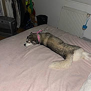 Nala participe au concours pour gagner de l'argent avec cette photo : dog, husky, bed, blanket, pink_bandana, pet, indoor, bedroom, radiator, window, heater, fur, tail, sleeping, cozy, furniture, clothing_rack, floor, night, accessory