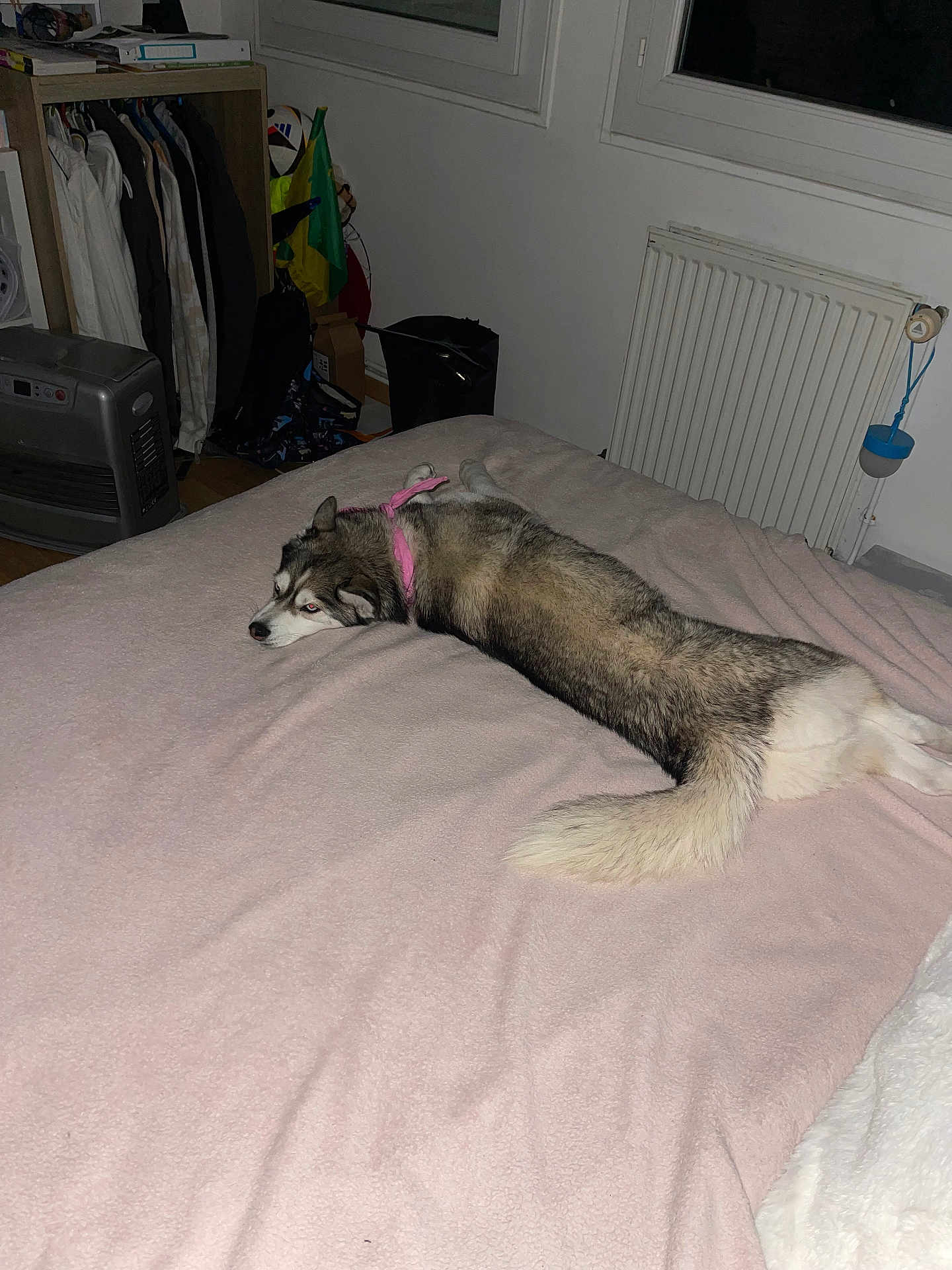 Nala participe au concours pour gagner de l'argent avec cette photo : dog, husky, bed, blanket, pink_bandana, pet, indoor, bedroom, radiator, window, heater, fur, tail, sleeping, cozy, furniture, clothing_rack, floor, night, accessory