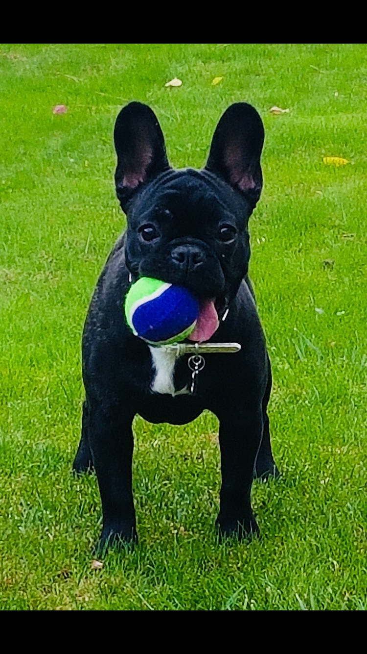 Nova participe au concours pour gagner de l'argent avec cette photo : art, bulldog, canidae, carnivore, collar, companion_dog, dog, dog_breed, dog_collar, ear, electric_blue, fawn, grass, plant, snout, sporting_group, tail, terrestrial_animal, whiskers, working_animal