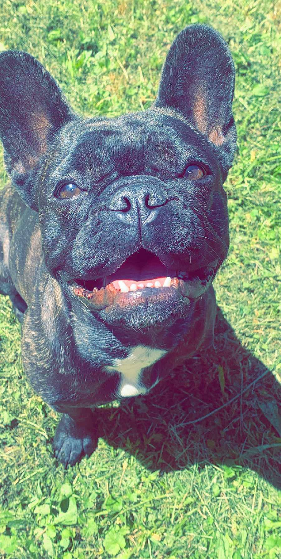 Nova participe au concours pour gagner de l'argent avec cette photo : bulldog, canidae, carnivore, collar, dog, dog_breed, dog_collar, fawn, french_bulldog, grass, mammal, non_sporting_group, organ, skin, snout, terrestrial_animal, toy_dog, vertebrate, working_animal, wrinkle