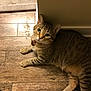 Benji is registered to the contest to win money with this photo: cat, tabby, indoor, floor, wooden_floor, curious, pet, animal, whiskers, ears, green_eyes, collar, tag, relaxed, lying_down, feline, domestic_cat, fur, striped, home