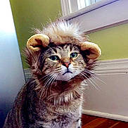 Benji joined the competition — help win amazing prizes! cat, tabby, lion_mane_hat, pet, indoor, wooden_floor, green_wall, window, fur, whiskers, ears, animal, cute, costume, sitting, domestic_cat, mammal, portrait, funny, expression