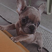 Apy participe au concours pour gagner de l'argent avec cette photo : puppy, french_bulldog, dog, indoor, table, floor, ears, cute, pet, animal, small, brown, whiskers, eyes, legs, climbing, looking, curious, household, carpet