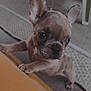puppy, french_bulldog, dog, indoor, table, floor, ears, cute, pet, animal, small, brown, whiskers, eyes, legs, climbing, looking, curious, household, carpet