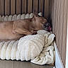 animal, bed, blanket, brown_dog, calm, cozy, cute, dog, floor, fluffy_bed, furniture, indoor, pacifier, pet, quiet, relaxation, resting, sleeping, snout, wooden_wall