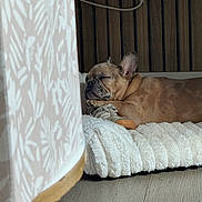 Apy a rejoint le concours — aidez-le/la à gagner de superbes lots ! brown_dog, cozy, curtain, cushion, dog, ear, floor, french_bulldog, home, indoor, paw, pet, quiet, resting, sleeping, sneaker, snout, soft_texture, wooden_floor, wooden_wall