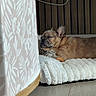 brown_dog, cozy, curtain, cushion, dog, ear, floor, french_bulldog, home, indoor, paw, pet, quiet, resting, sleeping, sneaker, snout, soft_texture, wooden_floor, wooden_wall