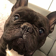 Naiko participe au concours pour gagner de l'argent avec cette photo : bulldog, carnivoran, dog, dog_breed, dog_breed_group, dog_like_mammal, fawn, french_bulldog, mammal, non_sporting_group, nose, old_english_bulldog, olde_english_bulldogge, pug, puppy, snout, toy_bulldog, vertebrate, whiskers