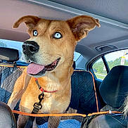 Sky joined the competition — help win amazing prizes! dog, pet, animal, car, vehicle, backseat, road_trip, tongue_out, happy, floppy_ears, blue_eyes, brown_fur, collar, leash, safety_barrier, passenger, portrait, outdoor, roadside, travel