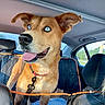 dog, pet, animal, car, vehicle, backseat, road_trip, tongue_out, happy, floppy_ears, blue_eyes, brown_fur, collar, leash, safety_barrier, passenger, portrait, outdoor, roadside, travel