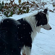 Ulla a rejoint le concours — aidez-le/la à gagner de superbes lots ! animal, background, black_and_white, canine, cold_weather, dog, frozen_ground, fur, grass, mammal, nature, outdoor, pet, plant, quiet, side_view, snow, snowflakes, walking, winter