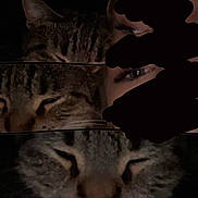 Raven joined the competition — help win amazing prizes! black_scribble, cat, closeup, collage, cropped, dark, eyes, furry, horizontal_strips, human_eyes, indoor, low_light, nose, pet, portrait, screenshot, sleepy, tabby_cat, texture, whiskers