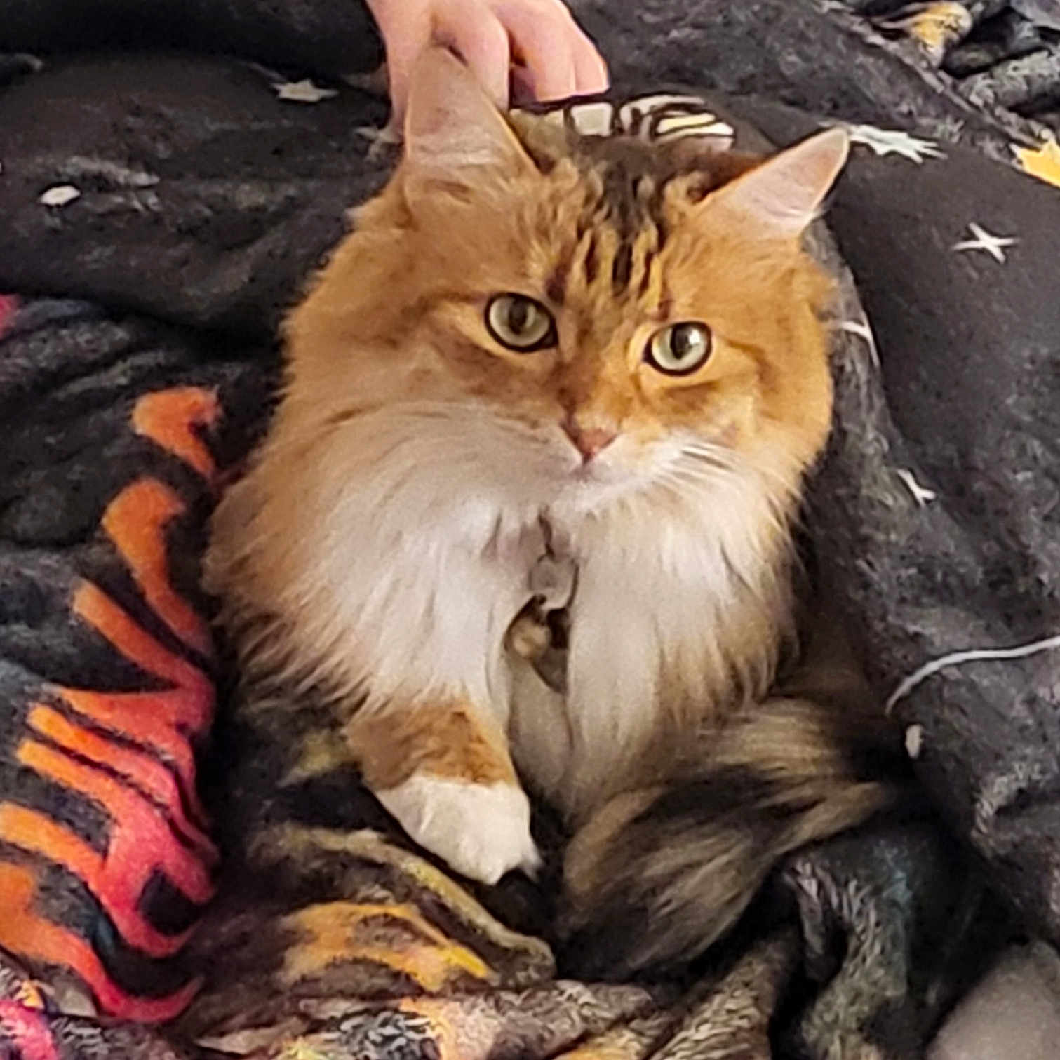Arya