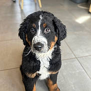 Baloo participe au concours pour gagner de l'argent avec cette photo : bernese_mountain_dog, puppy, dog, animal, pet, fur, black_fur, white_fur, brown_fur, sitting, indoors, tile_floor, cute, young, mammal, canine, looking_at_camera, adorable, companion, curious