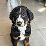 bernese_mountain_dog, puppy, dog, animal, pet, fur, black_fur, white_fur, brown_fur, sitting, indoors, tile_floor, cute, young, mammal, canine, looking_at_camera, adorable, companion, curious