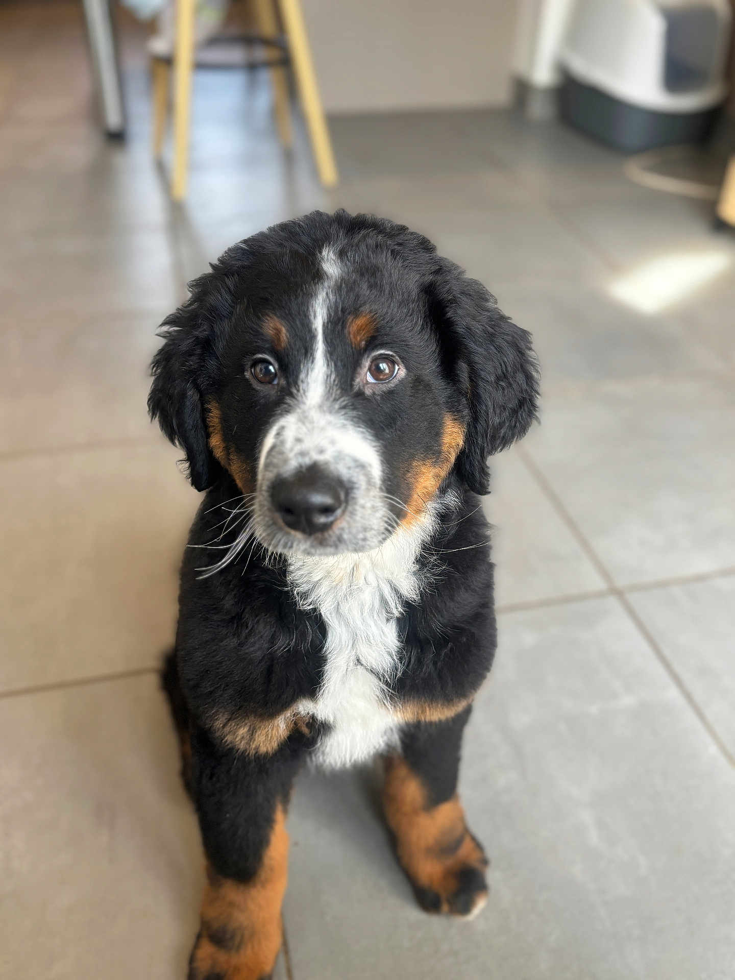 Baloo participe au concours pour gagner de l'argent avec cette photo : bernese_mountain_dog, puppy, dog, animal, pet, fur, black_fur, white_fur, brown_fur, sitting, indoors, tile_floor, cute, young, mammal, canine, looking_at_camera, adorable, companion, curious