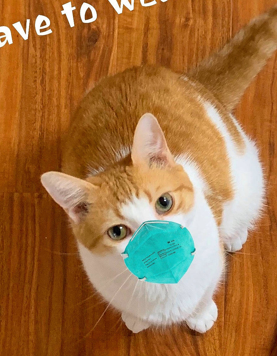 Gouda is registered to the contest to win money with this photo: asian, carnivore, cat, cat_toy, ear, european_shorthair, fawn, felidae, fur, kitten, photo_caption, small_to_medium_sized_cats, tail, whiskers