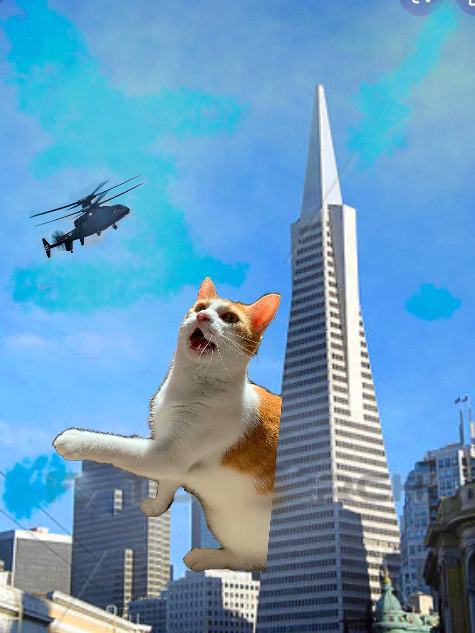 Gouda joined the competition — help win amazing prizes! architecture, building, cat, city, daytime, felidae, metropolis, sky, skyscraper, tower, tower_block, vehicle, wing