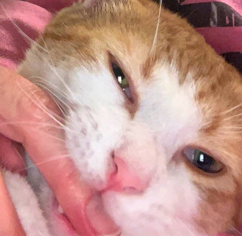 Gouda is registered to the contest to win money with this photo: carnivore, cat, close_up, ear, eye, face, felidae, fur, hair, head, iris, mammal, mouth, nose, organ, pink, skin, small_to_medium_sized_cats, snout, whiskers