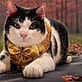 abyssinian, accessories, animal, cat, formalwear, hardwood, kitten, manx, pet, plant, siamese, tie, wood