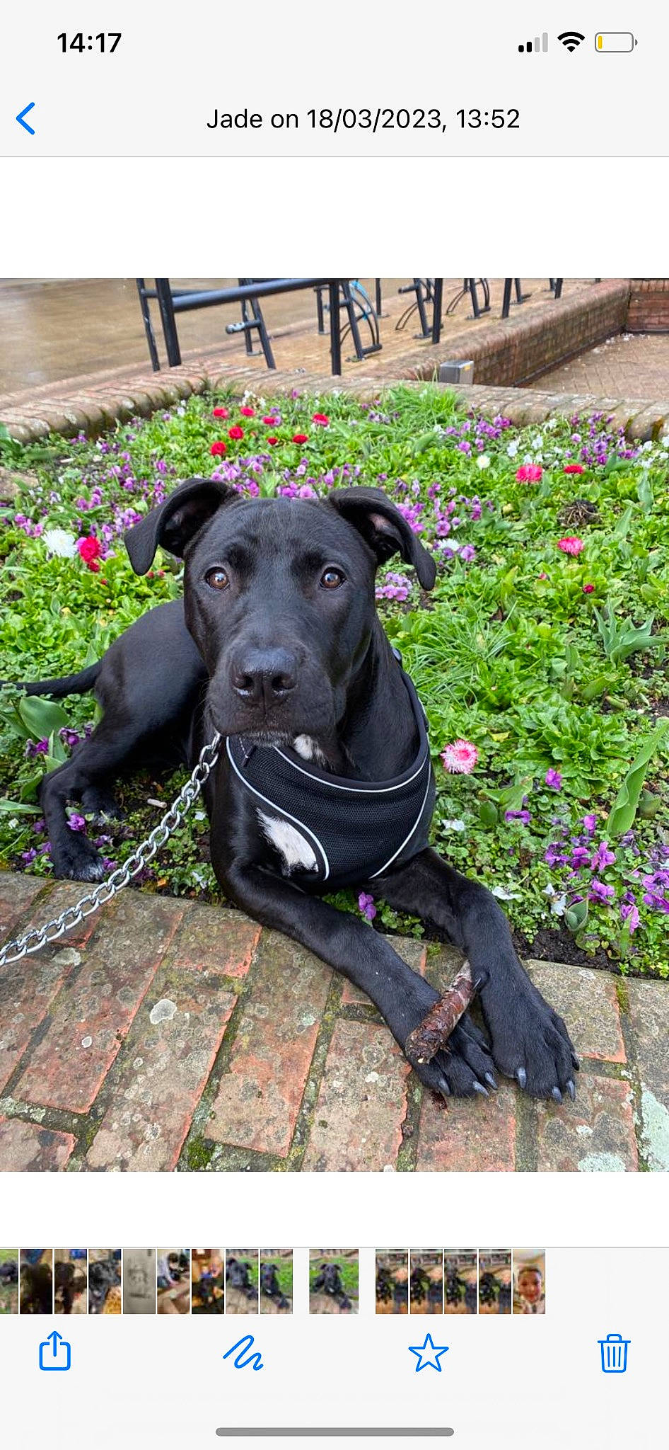 Rosie is registered to the contest to win money with this photo: canidae, carnivore, collar, companion_dog, dog, dog_breed, dog_collar, dog_supply, fashion_accessory, fawn, flower, grass, groundcover, leash, pet_supply, plant, purple, snout, sporting_group, working_animal