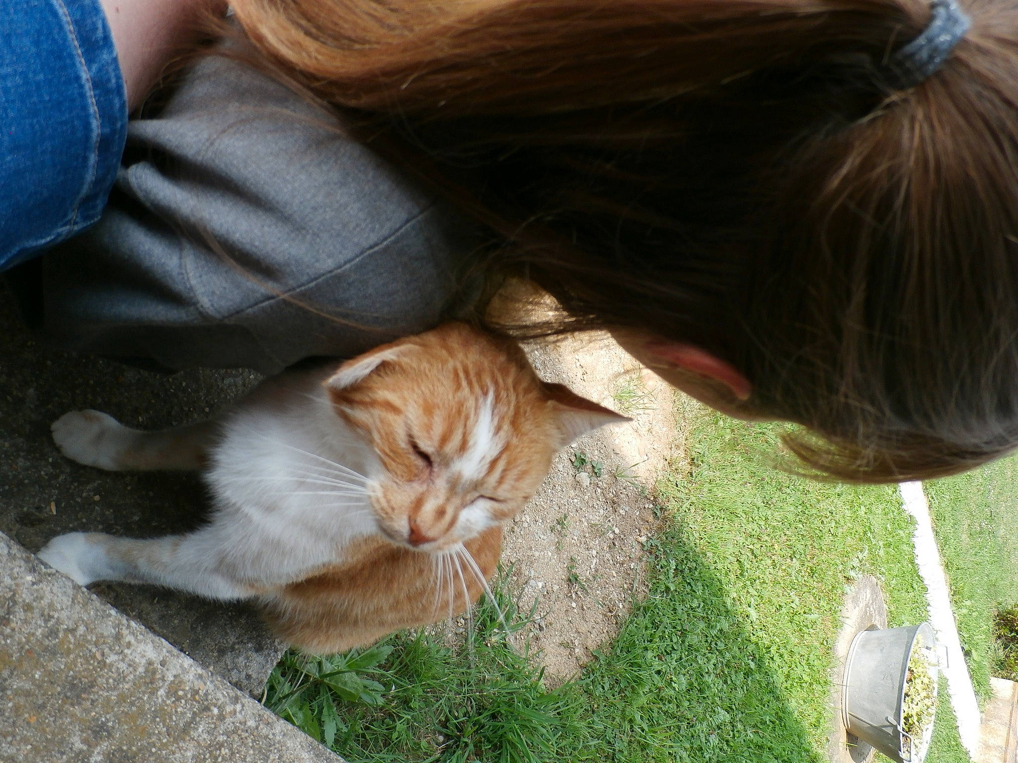 Noisette a rejoint le concours — aidez-le/la à gagner de superbes lots ! brown_hair, carnivore, cat, european_shorthair, fawn, felidae, fur, grass, hair, kitten, long_hair, organism, small_to_medium_sized_cats, whiskers