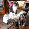 balloons, birthday, birthday_party, blanket, books, bookshelf, bunting, cat, celebration, chair, decorations, feline, festive, fireplace, floor_tiles, indoor, number_20, pet, silver_balloons, white_and_gray_cat